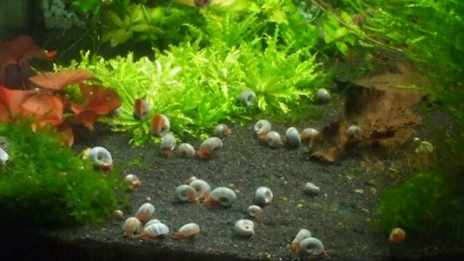 schnecken_aquarium